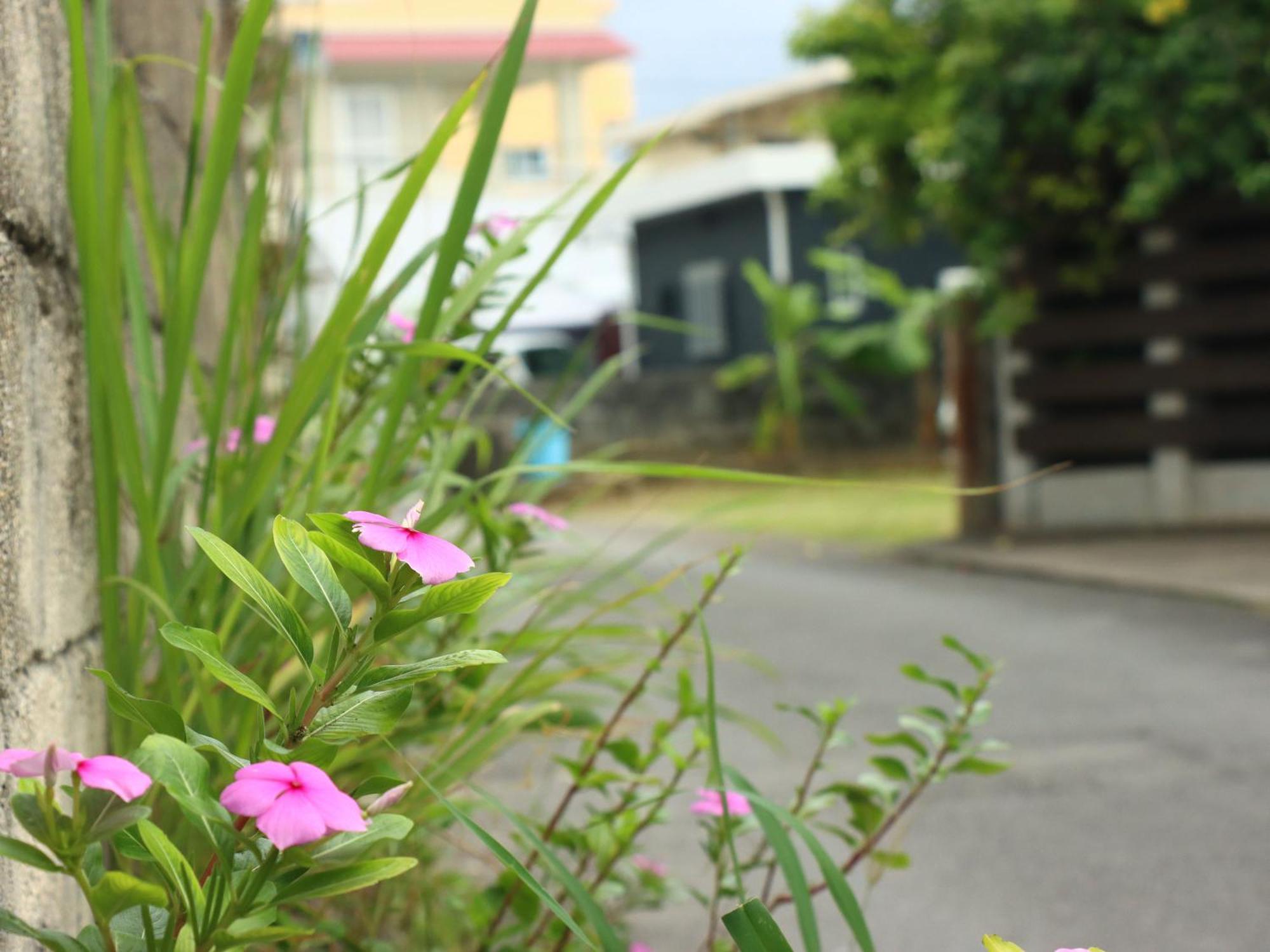 Guesthouse Asibina Ishigaki  Dış mekan fotoğraf